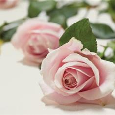 N4 Single Stem Roses